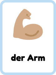 German Parts of the Body flashcards example flashcard